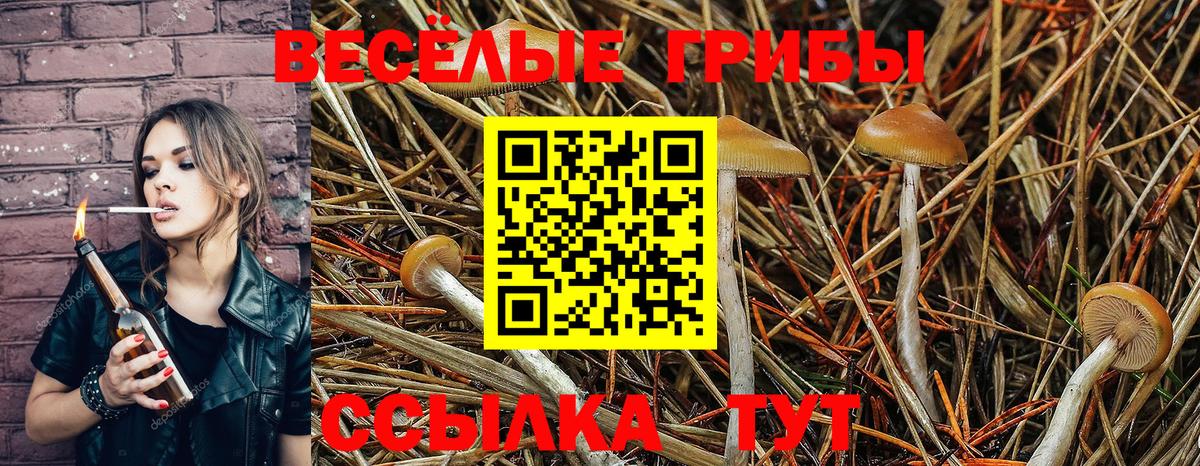 Псилоцибиновые грибы Cubensis Джанкой